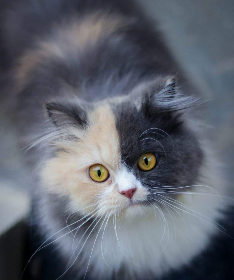 A fluffy calico cat