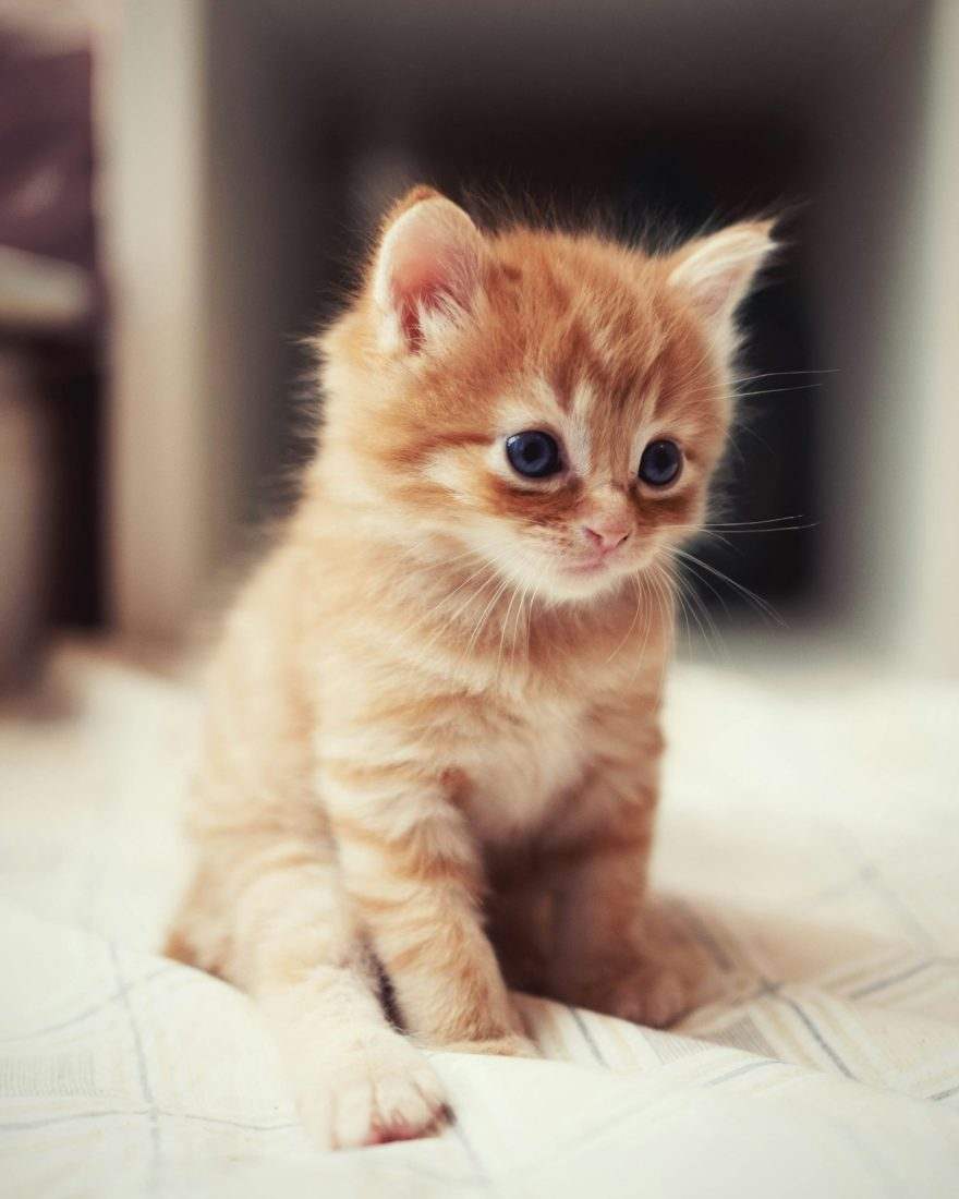 A ginger kitten
