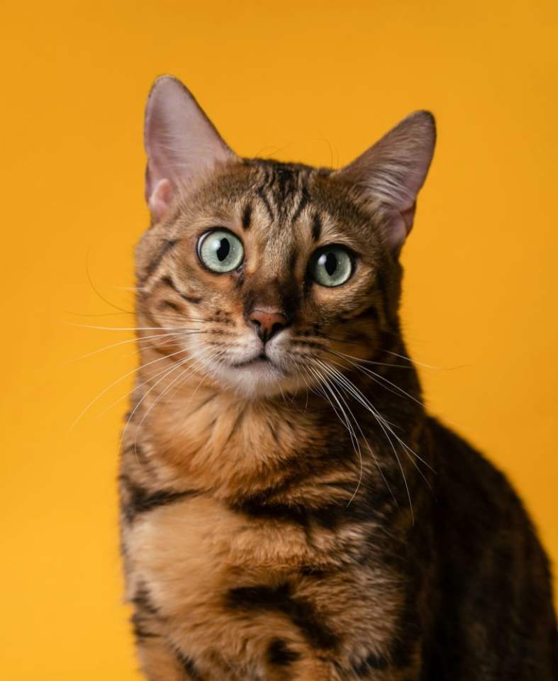 A Bengal cat