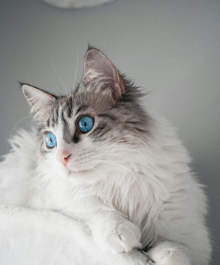 A blue-eyed fluffy cat