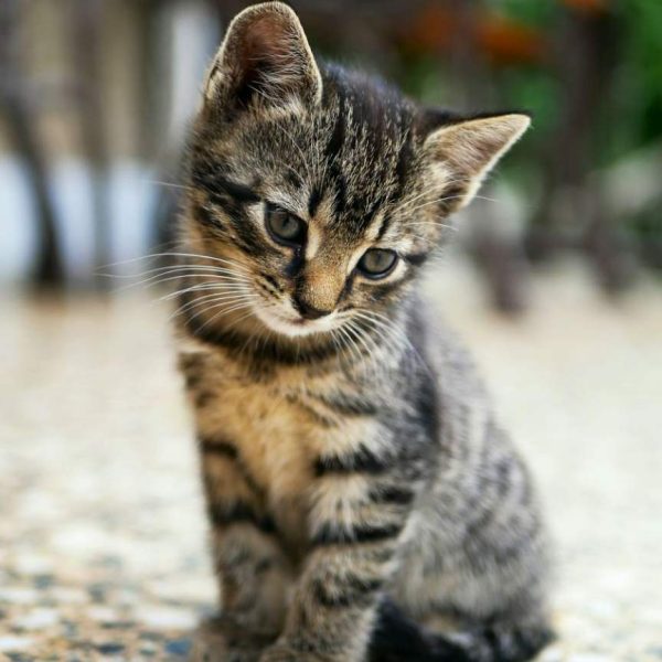 Biscuit — Maine Coon Kitten