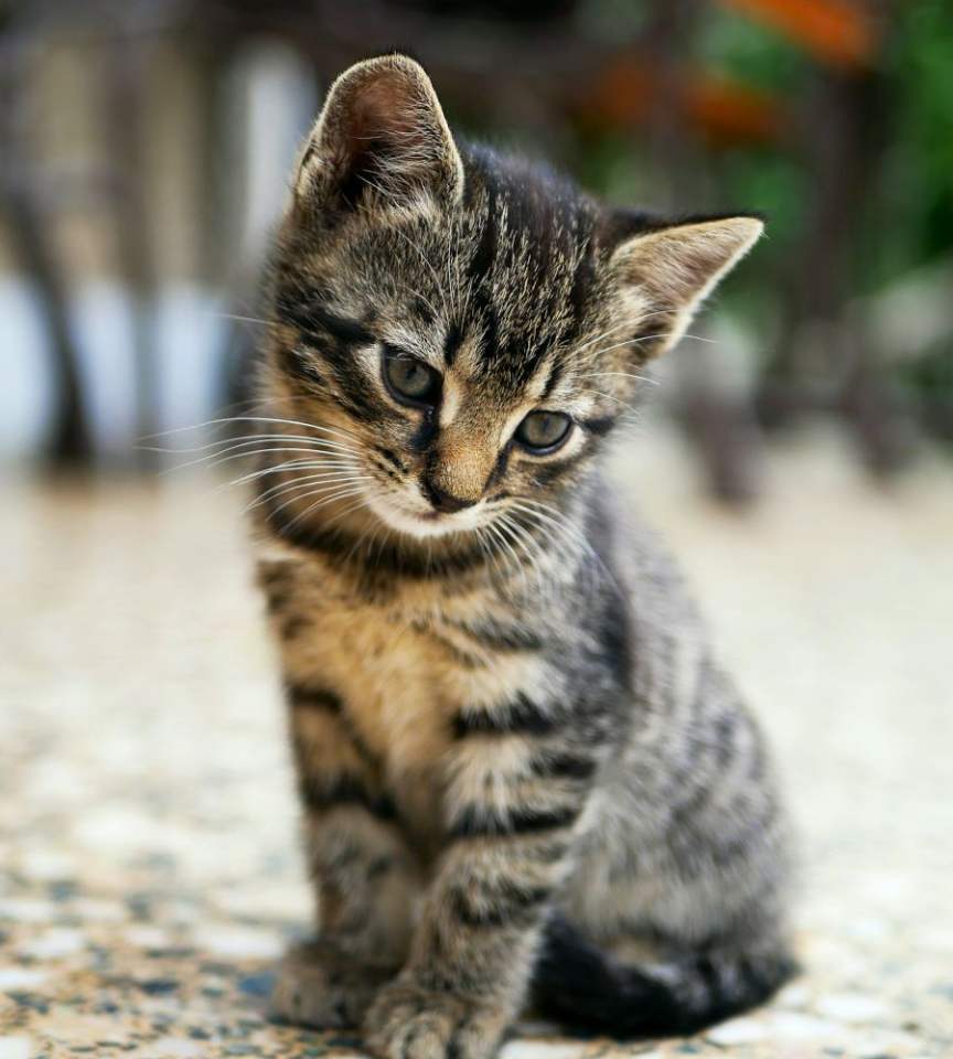 Biscuit the Maine Coon kitten