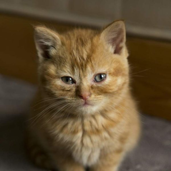 Ginger — British Shorthair Kitten