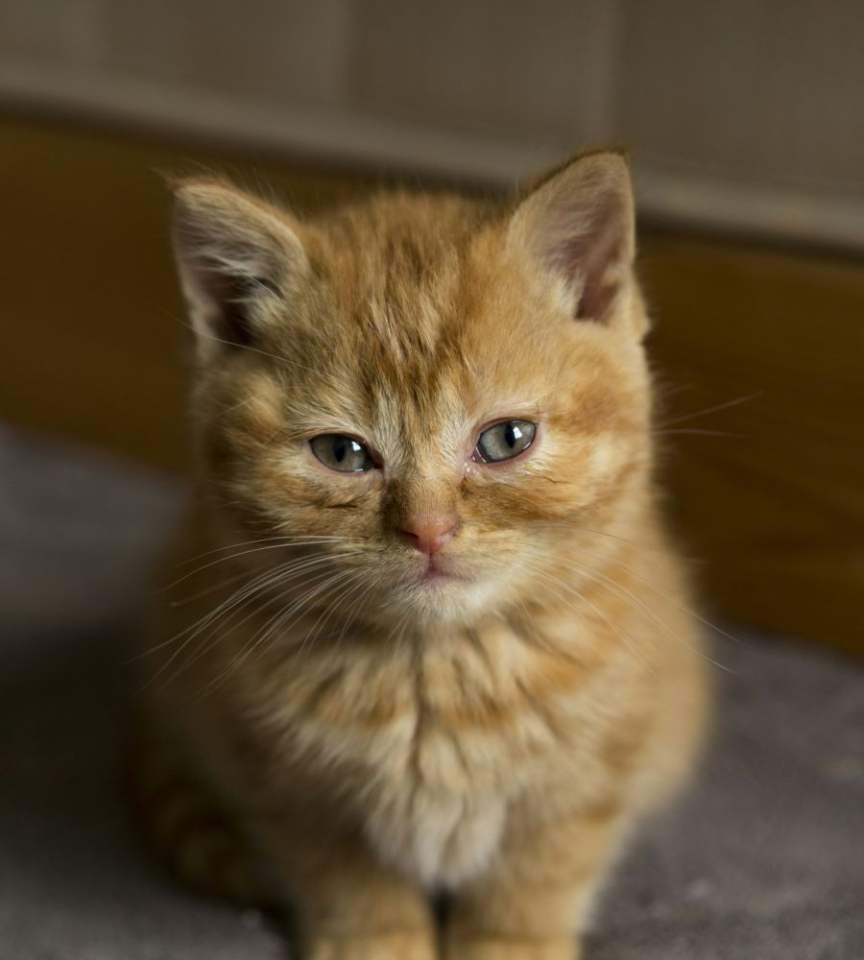 Ginger the British Shorthair kitten