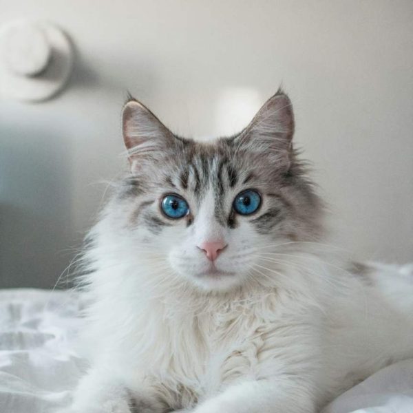 Luna — Ragdoll Kitten