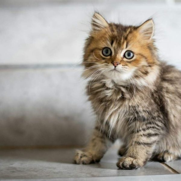 Milo — Maine Coon Kitten
