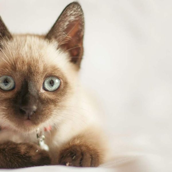 Mochi — Siamese Kitten