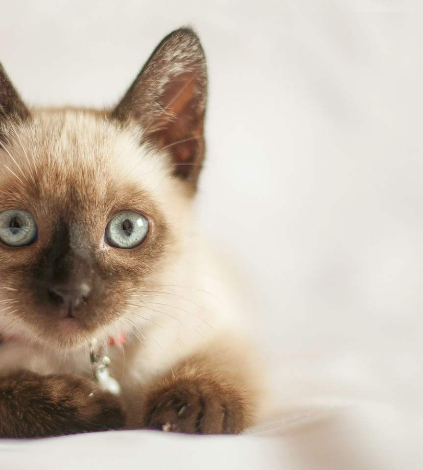 Mochi the Siamese kitten