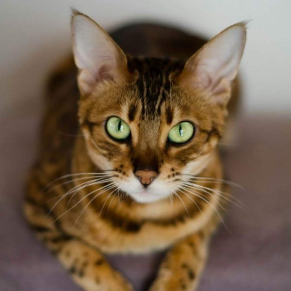 Nala — Bengal Kitten