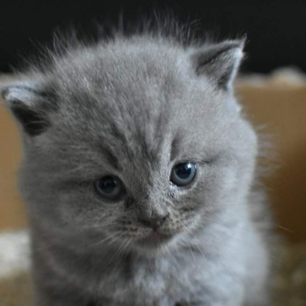 Oliver — British Shorthair Kitten
