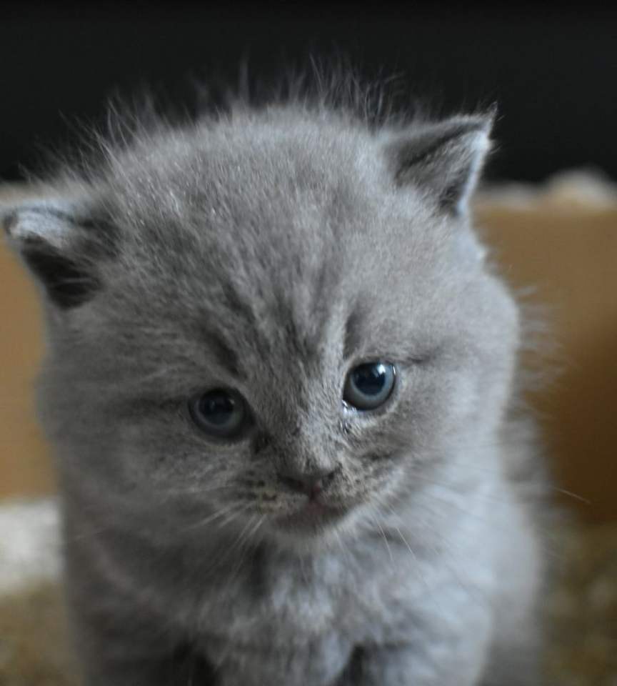 Oliver the British Shorthair kitten