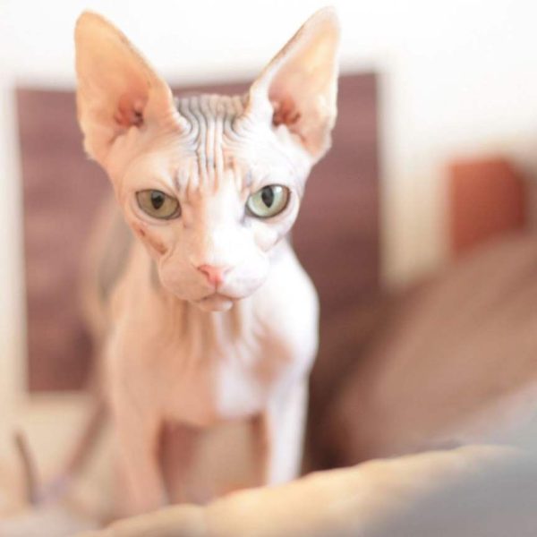 Pixie — Sphynx Kitten