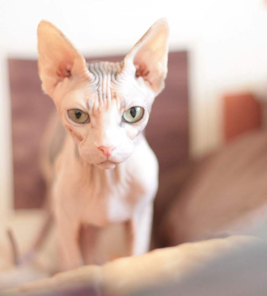 Pixie the Sphynx kitten