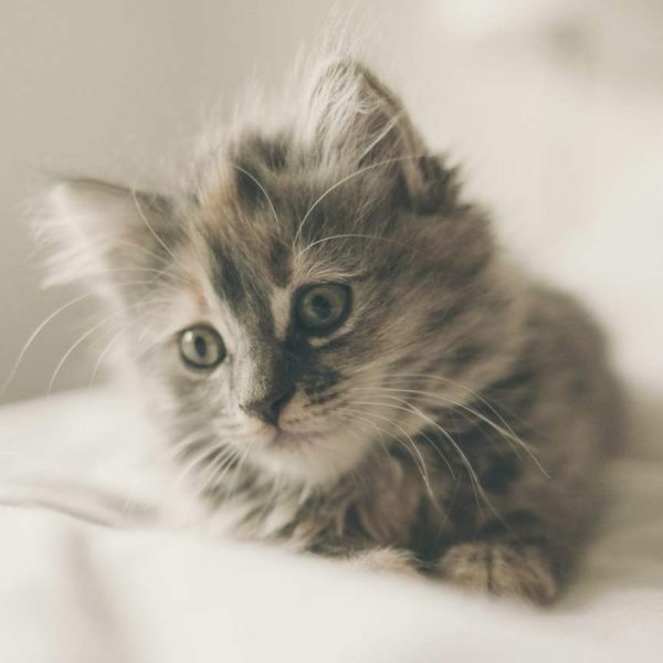 Smokey — Persian Kitten
