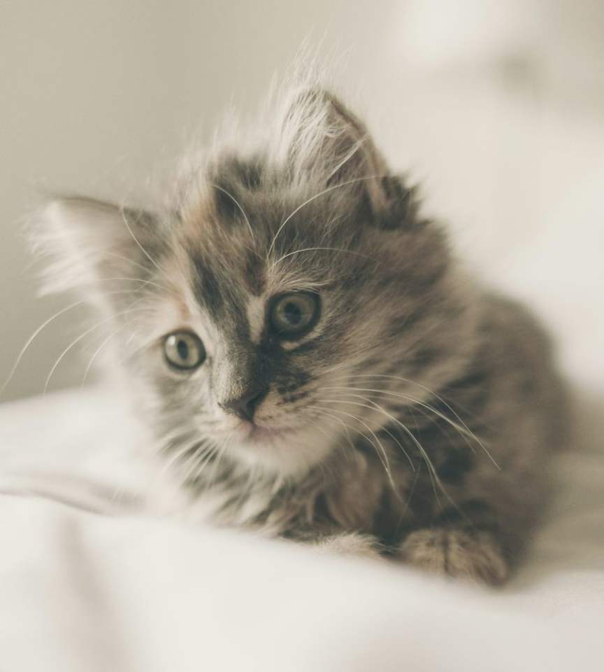 Smokey the Persian kitten