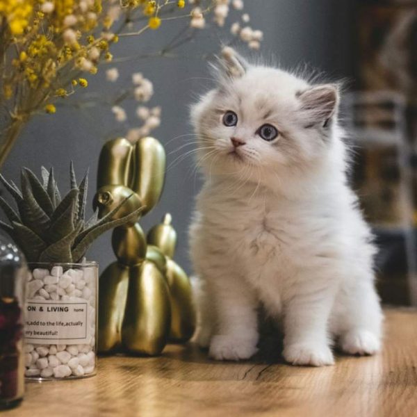 Snowball — Persian Kitten