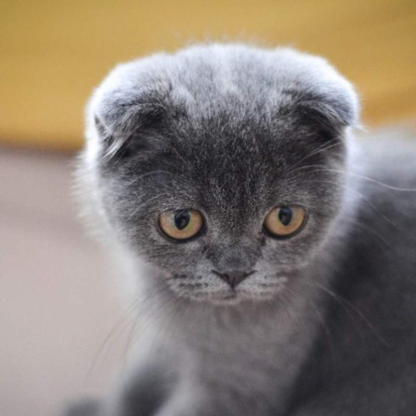 Teddy — Scottish Fold Kitten