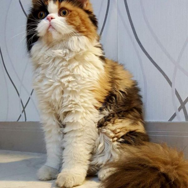 Willow — Norwegian Forest Kitten