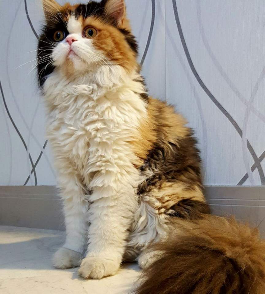 Willow the Norwegian Forest kitten